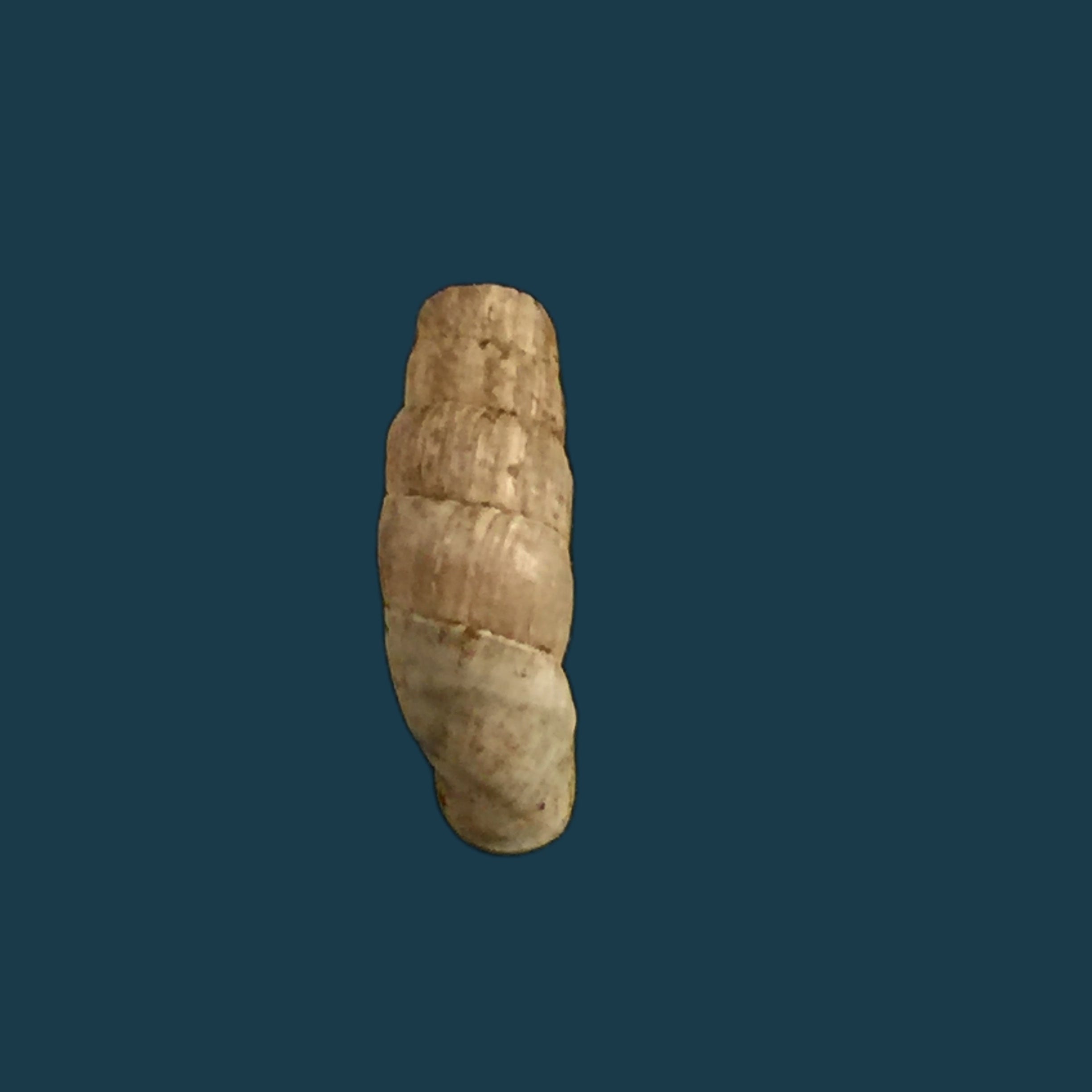 Steeriana cajamarcana sorominor H. Nordsieck, 2005 - 12mm