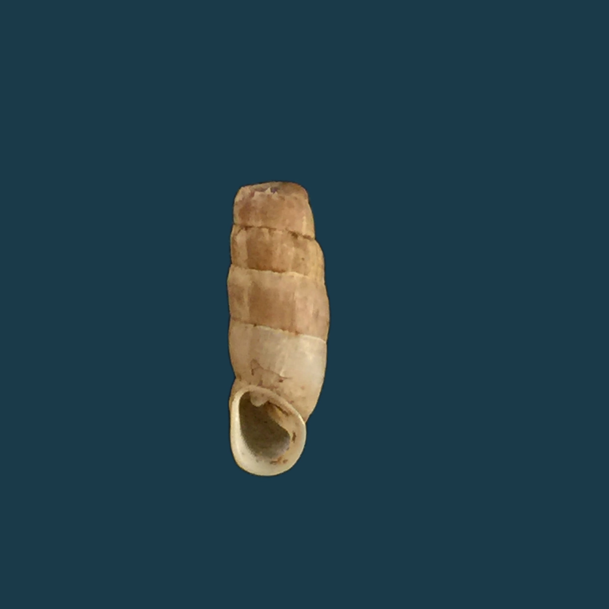 Steeriana cajamarcana sorominor H. Nordsieck, 2005 - 12mm