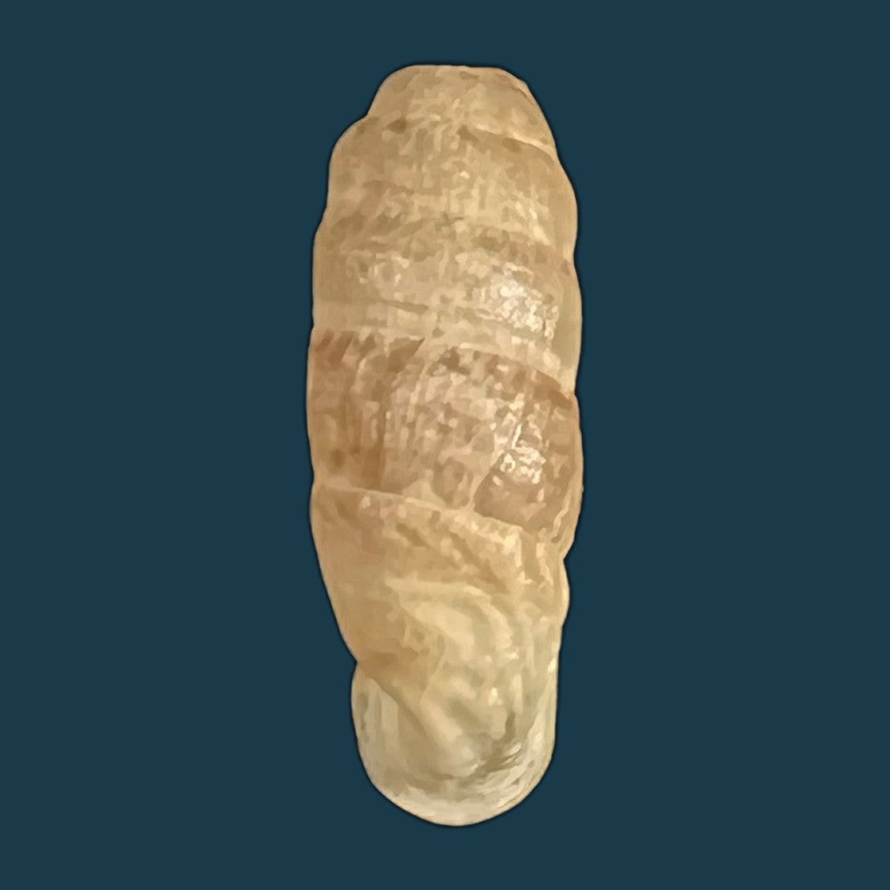 copia-de-steeriana-malleolata-philippi-1867-16-1mm-1