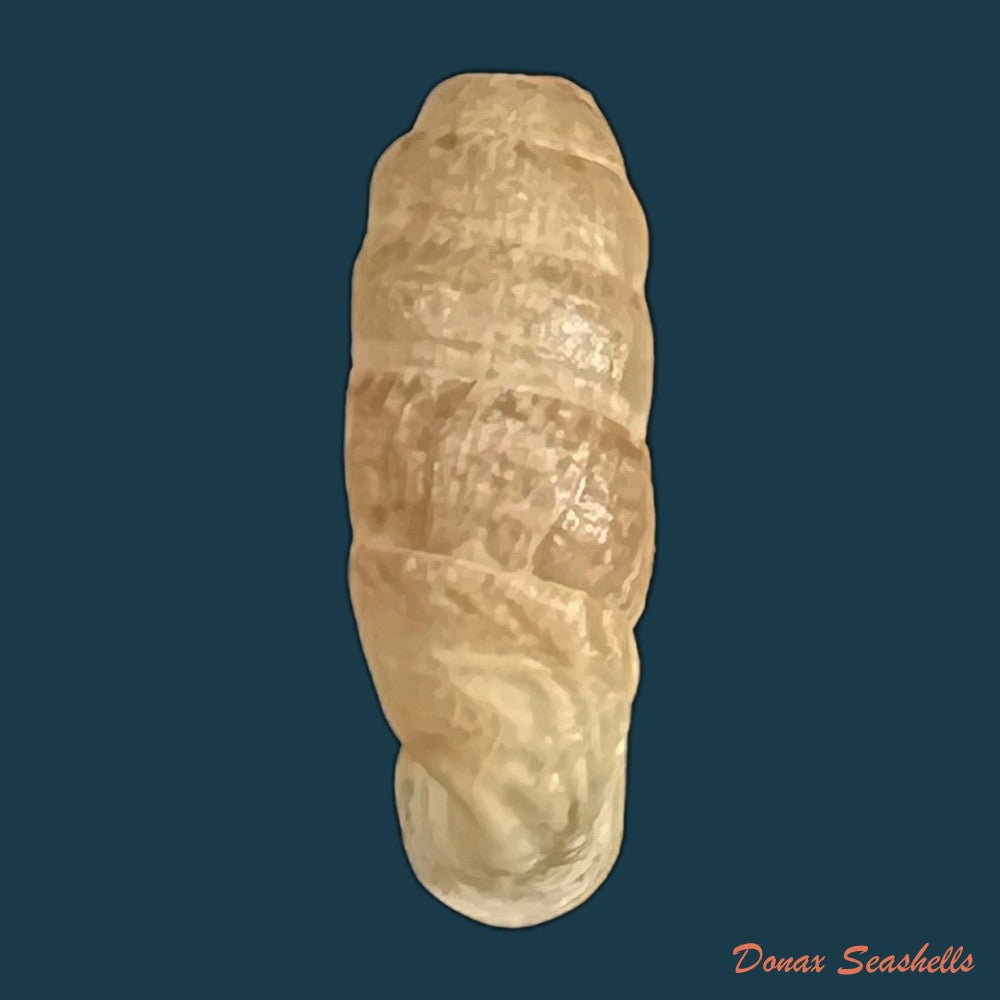 copia-de-steeriana-malleolata-philippi-1867-16-1mm-1