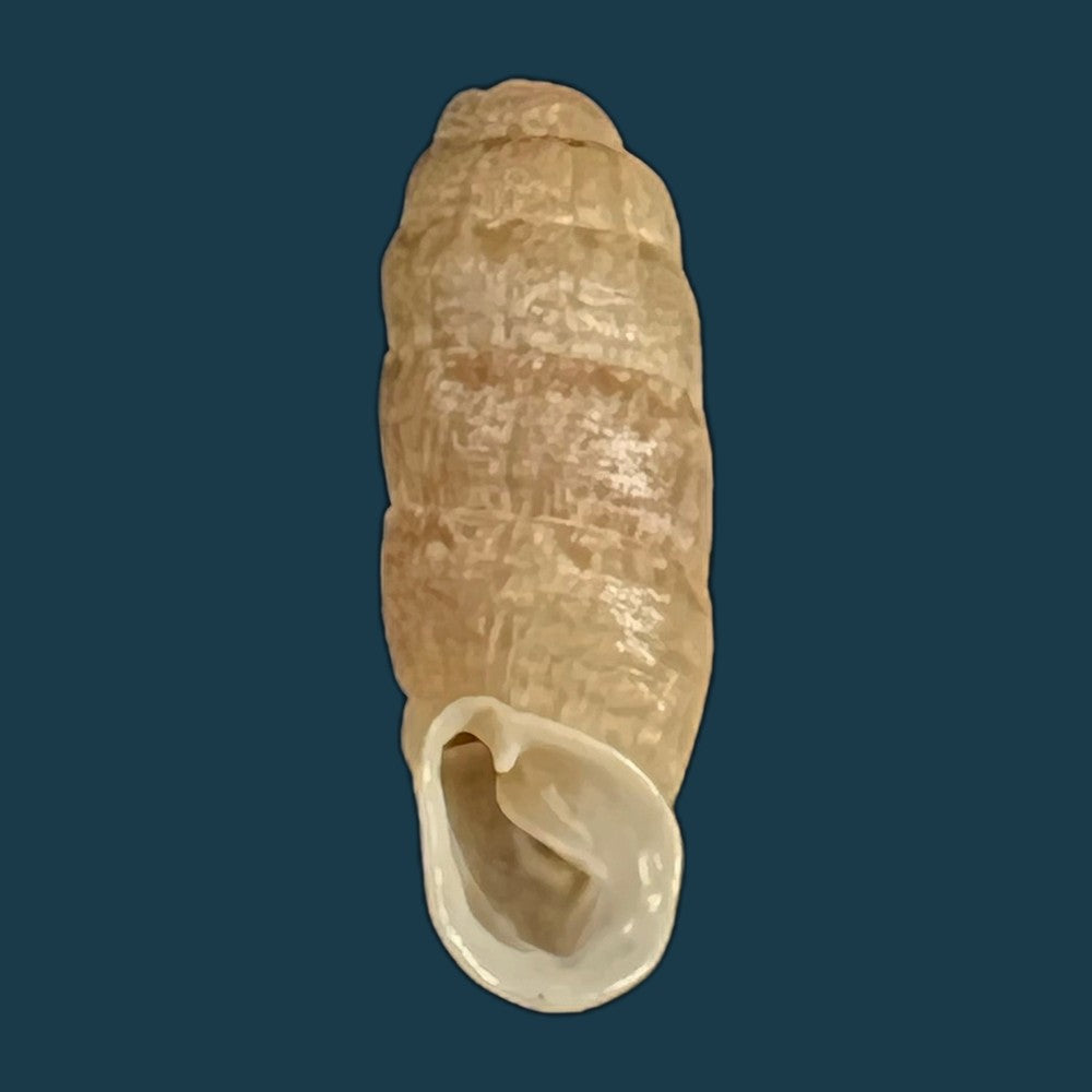 copia-de-steeriana-malleolata-philippi-1867-16-1mm-1