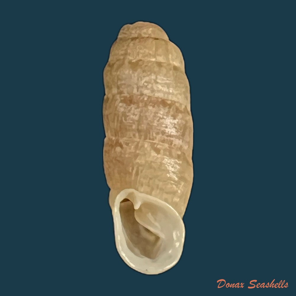 copia-de-steeriana-malleolata-philippi-1867-16-1mm-1