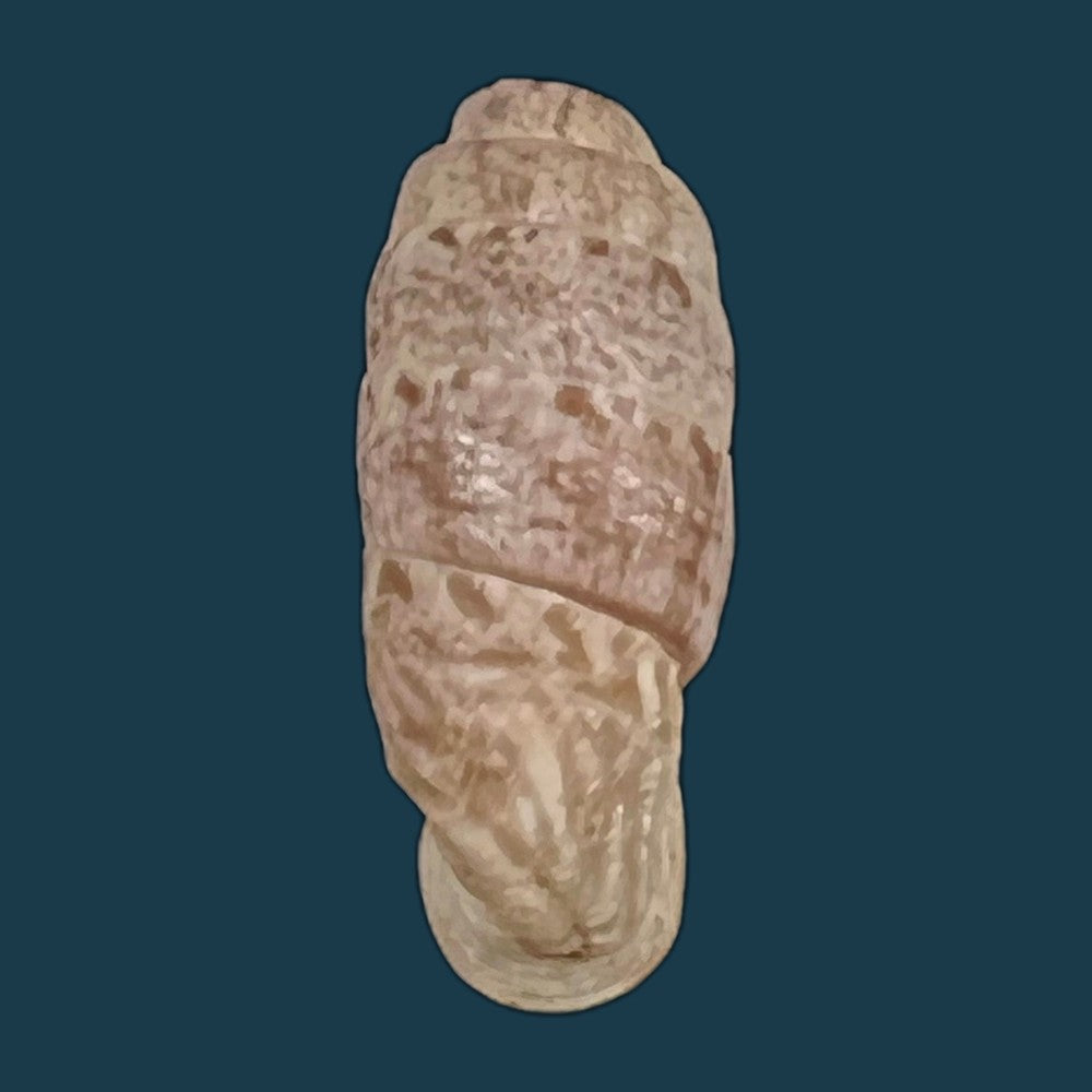 copia-de-steeriana-malleolata-philippi-1867-16-1mm