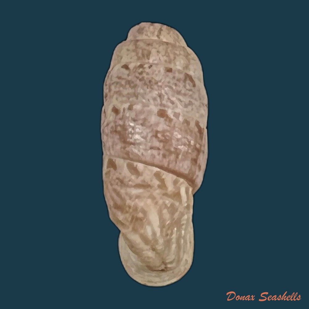 copia-de-steeriana-malleolata-philippi-1867-16-1mm
