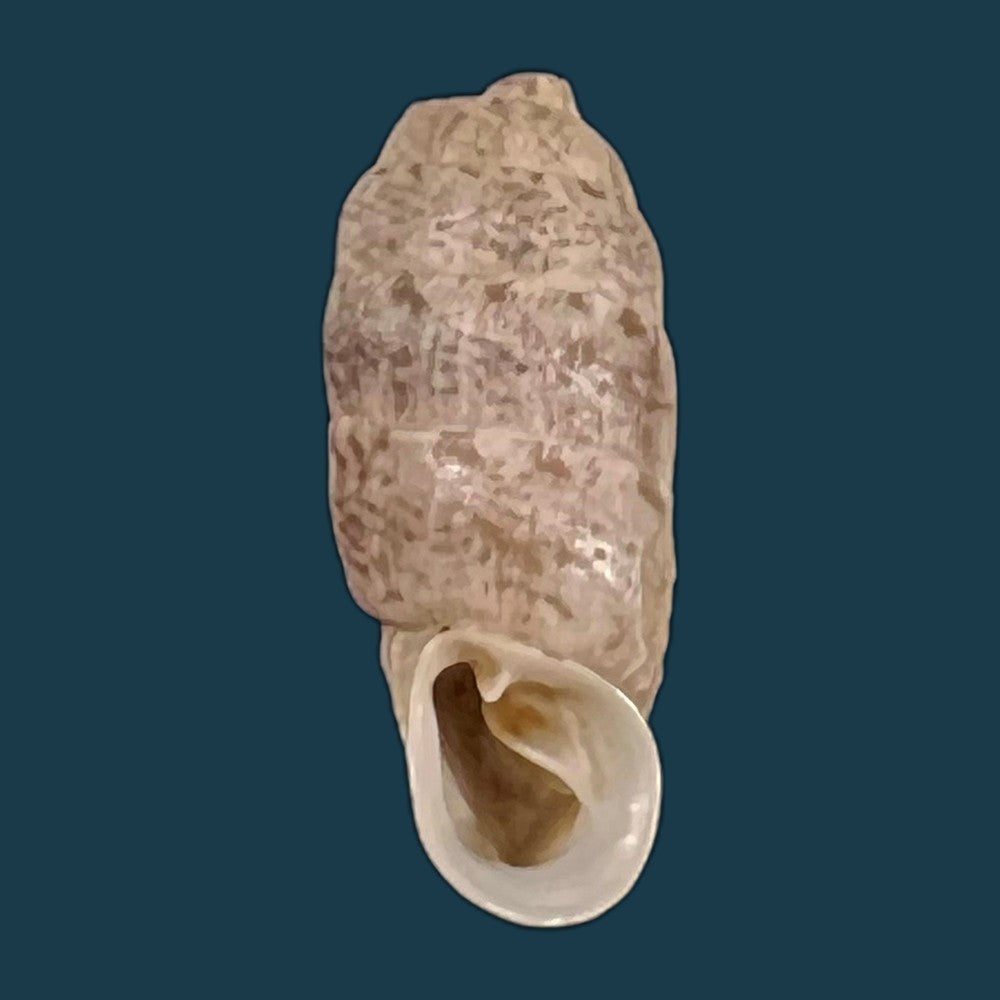 copia-de-steeriana-malleolata-philippi-1867-16-1mm