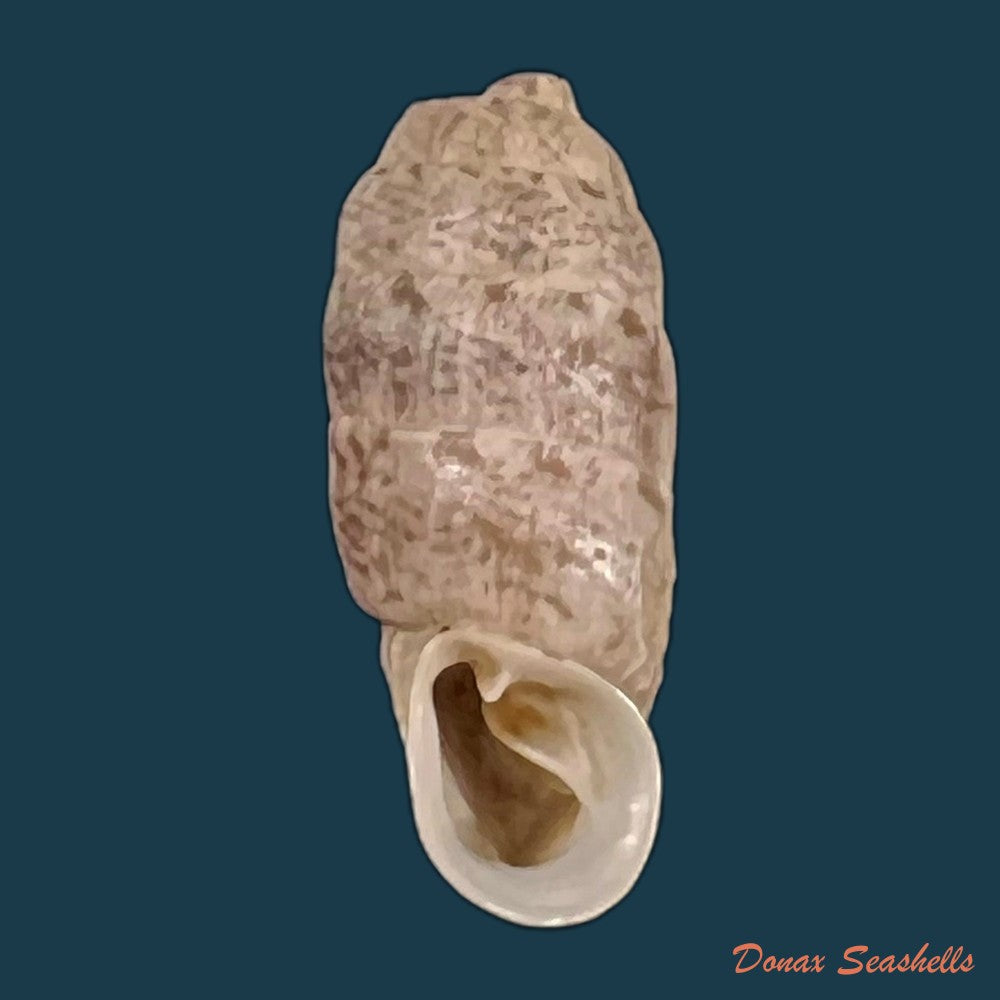 copia-de-steeriana-malleolata-philippi-1867-16-1mm