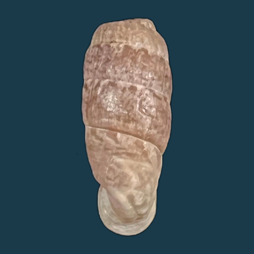 copia-de-steeriana-malleolata-philippi-1867-16-2mm-1
