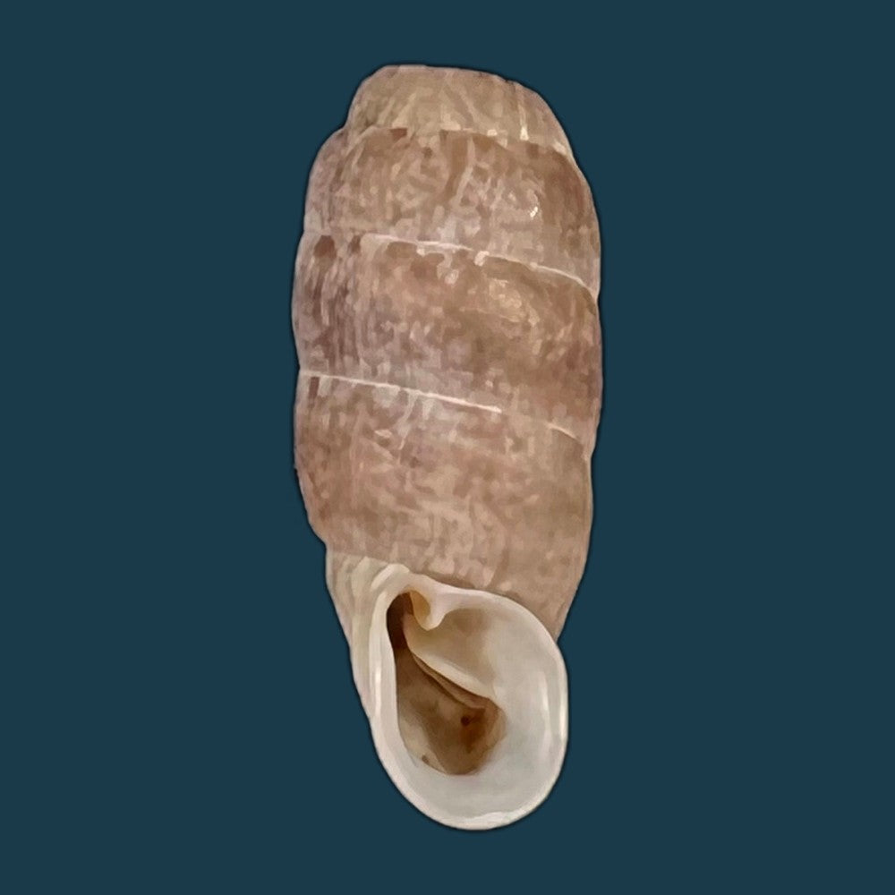 copia-de-steeriana-malleolata-philippi-1867-16-2mm-1