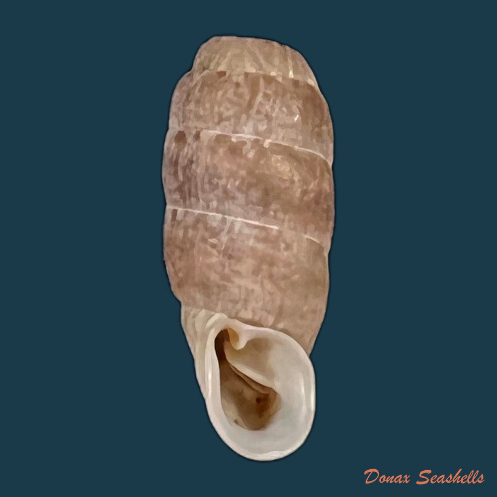 copia-de-steeriana-malleolata-philippi-1867-16-2mm-1
