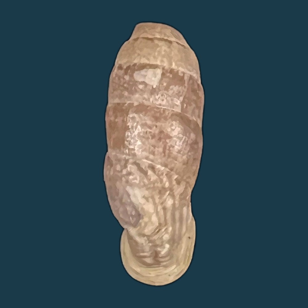 copia-de-steeriana-malleolata-philippi-1867-16-7mm