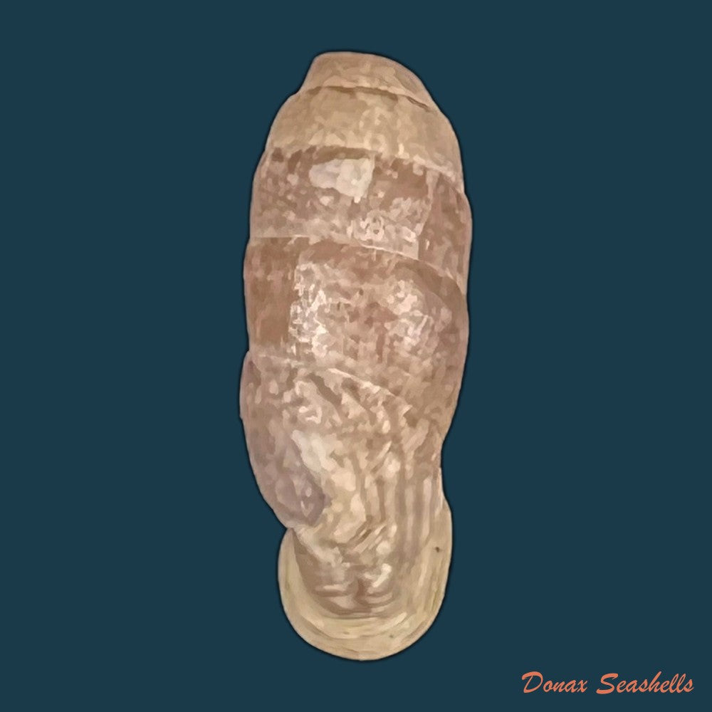 copia-de-steeriana-malleolata-philippi-1867-16-7mm