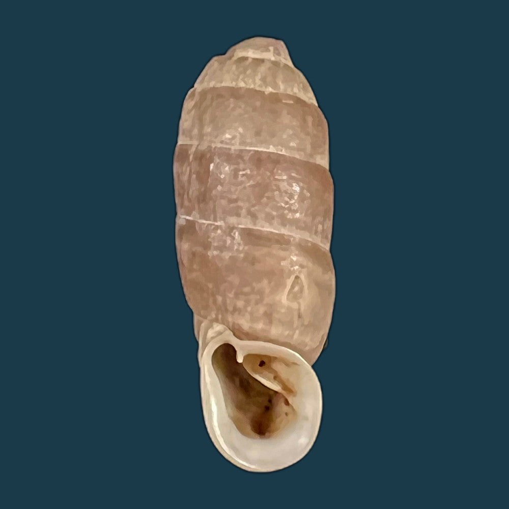 copia-de-steeriana-malleolata-philippi-1867-16-7mm