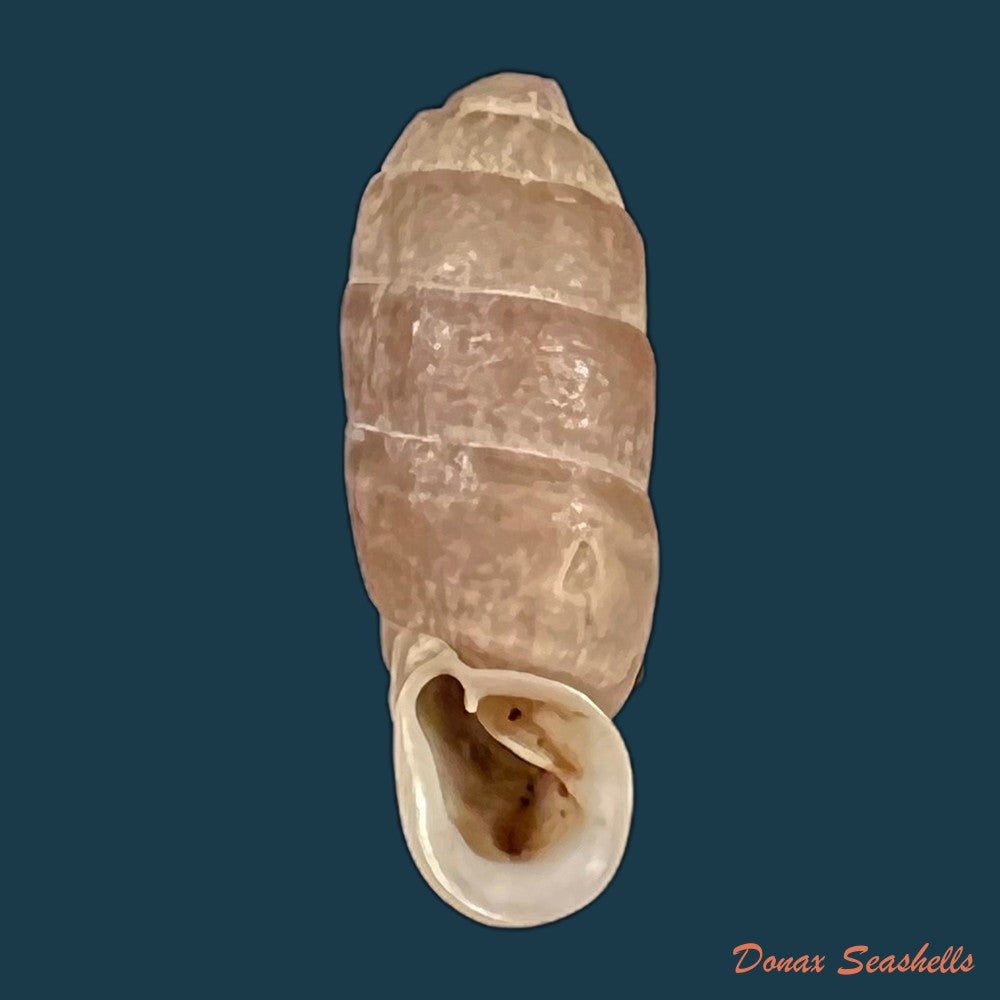 copia-de-steeriana-malleolata-philippi-1867-16-7mm