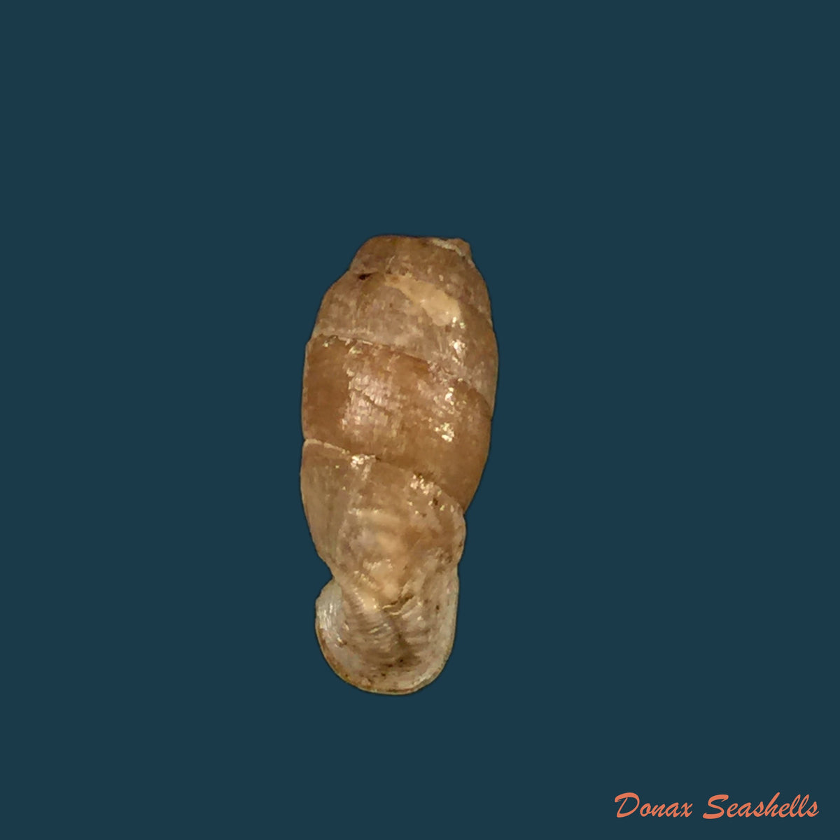 copia-de-steeriana-soromayor-neubert-nordsieck-2005-16-6mm