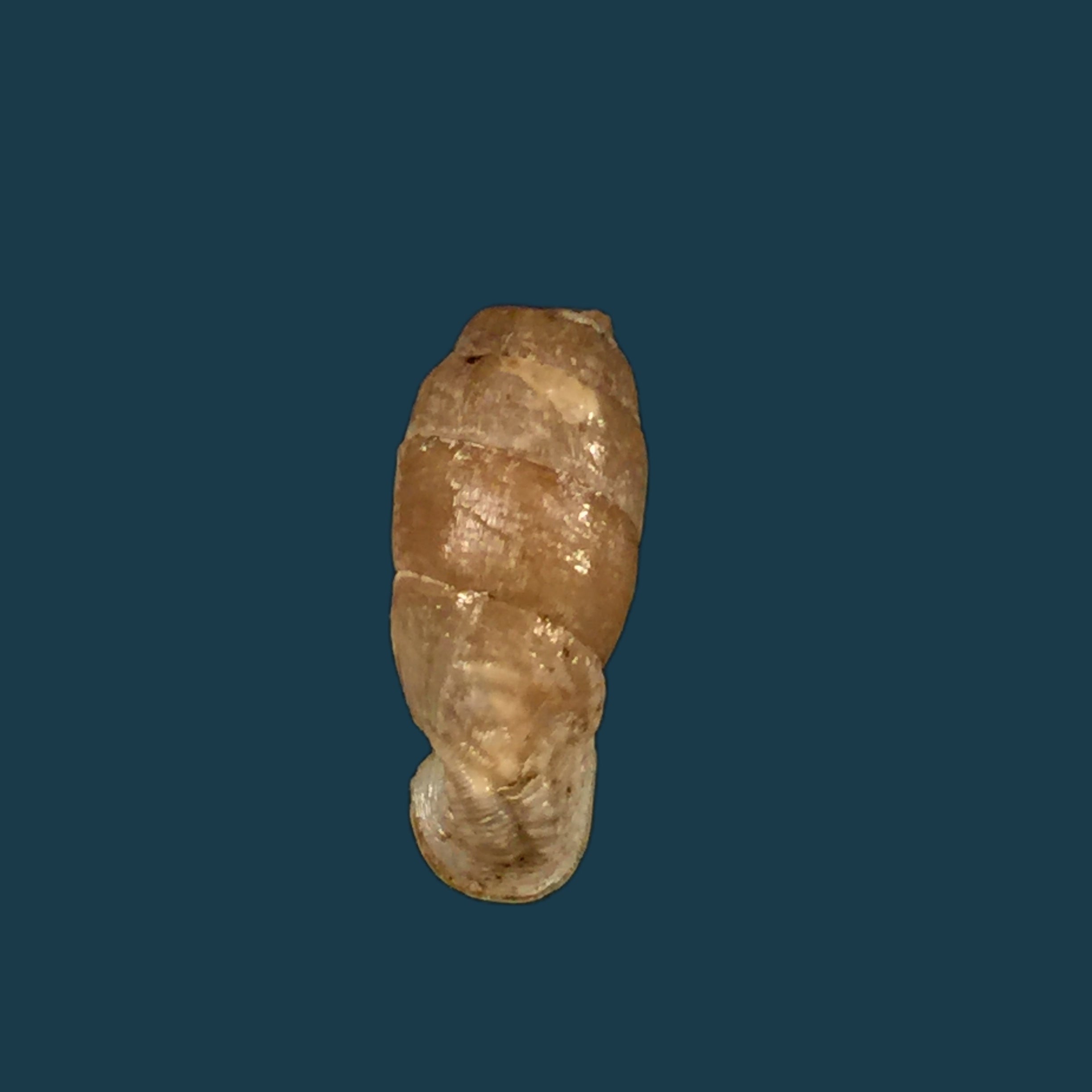 Steeriana cajamarcana Weyrauch & Zilch, 1954 - 10,5mm