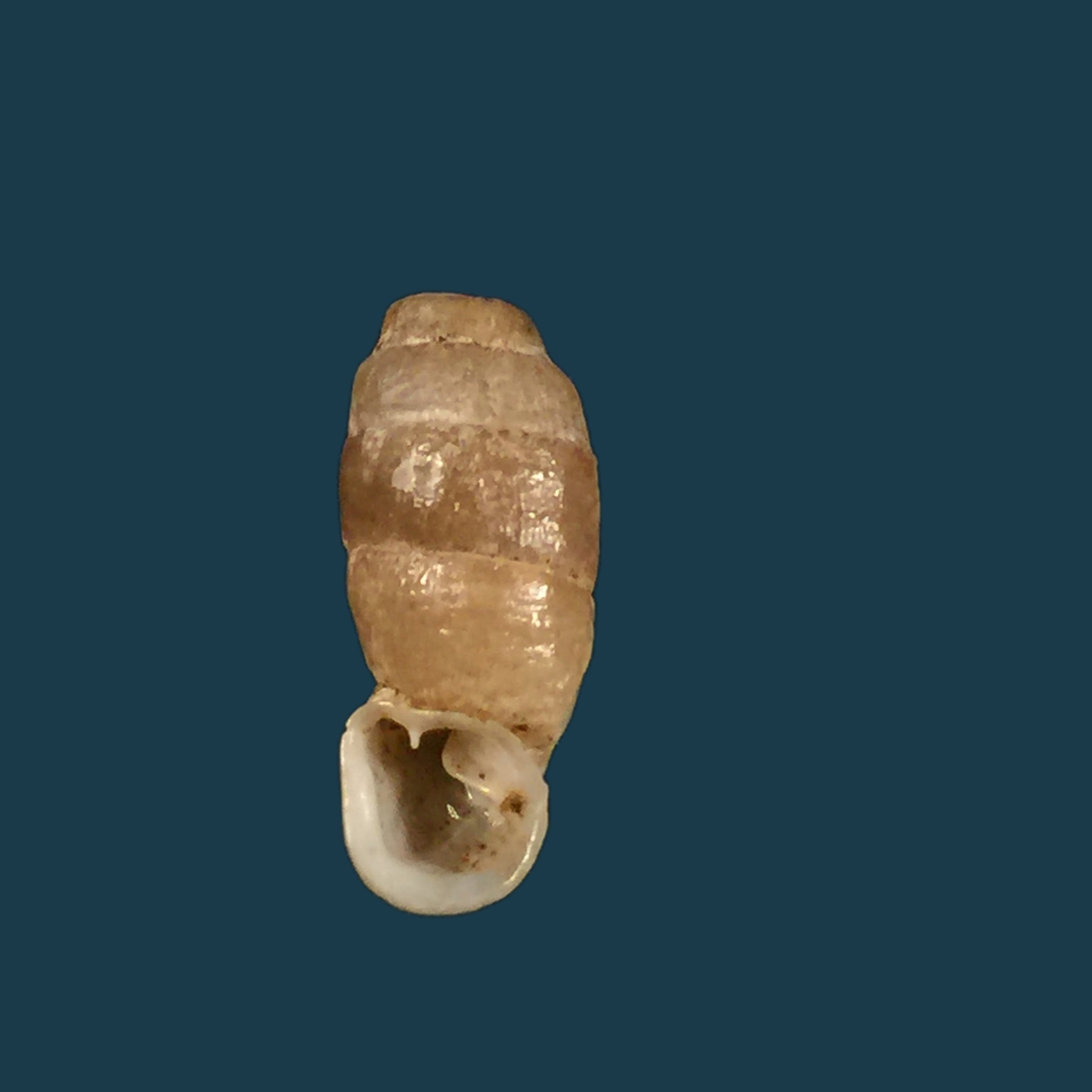 Steeriana cajamarcana Weyrauch & Zilch, 1954 - 10,5mm