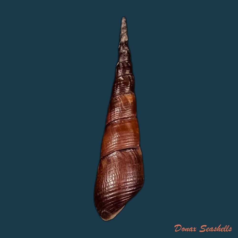 copia-de-stenomelania-hastula-lea-1850-47mm-1
