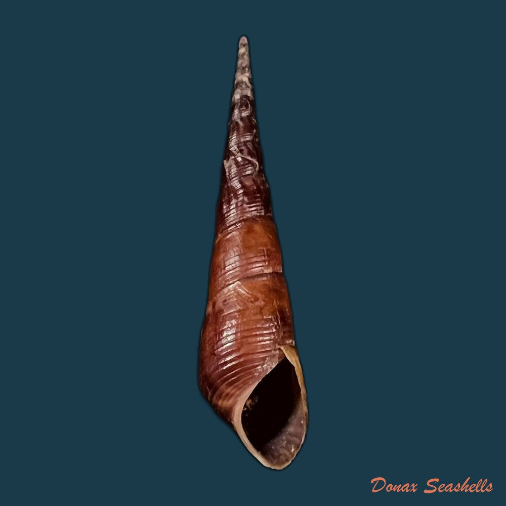copia-de-stenomelania-hastula-lea-1850-47mm-1