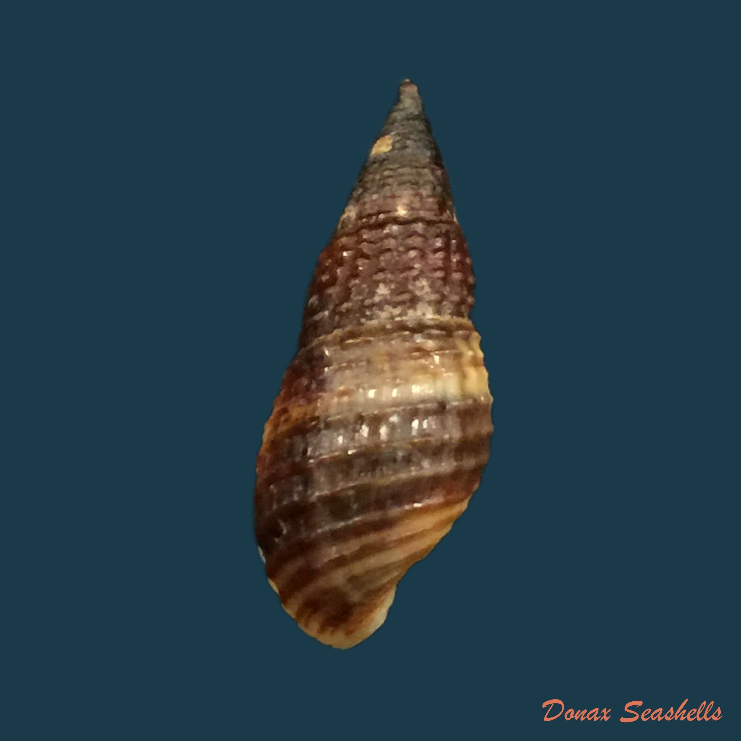 copia-de-stenomelania-hastula-lea-1850-47mm