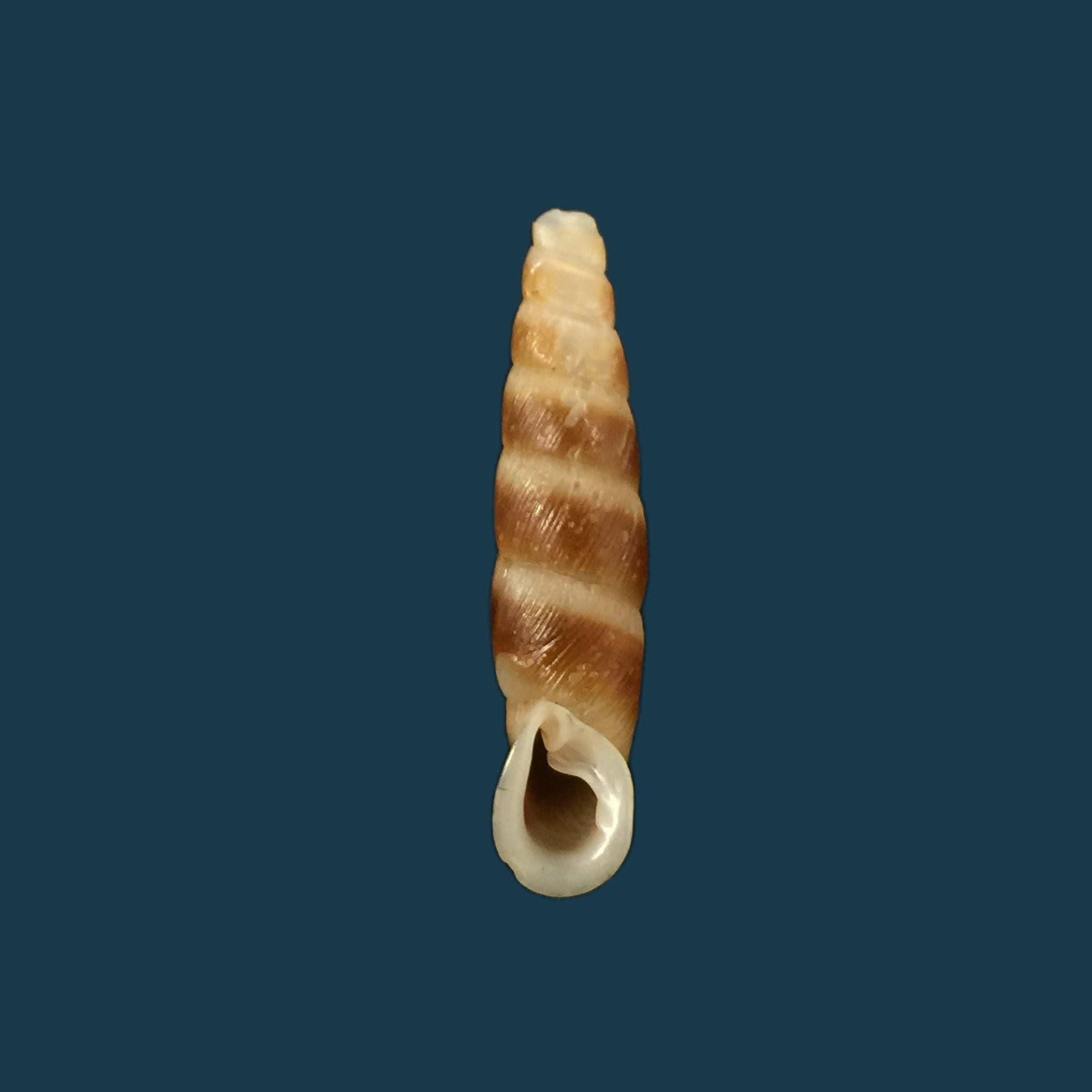 立体画库斯特 (Stereophaedusa valida Kuster)，1847 年 - 27.3 毫米