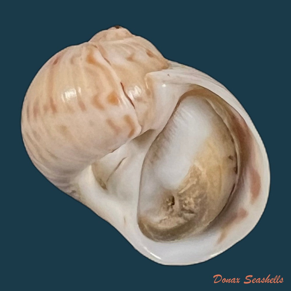 copia-de-stigmaulax-cayennensis-recluz-1850-23-4mm