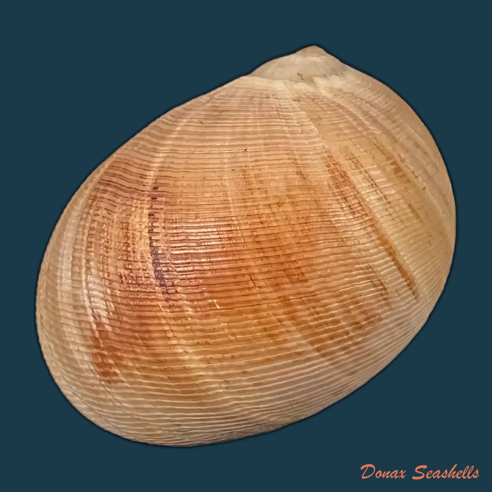 copia-de-stigmaulax-cayennensis-recluz-1850-23mm
