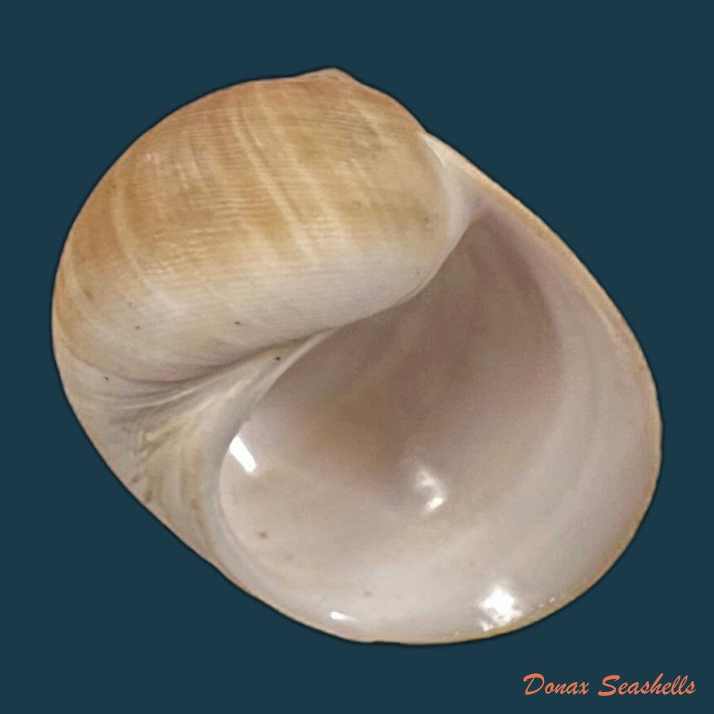 copia-de-stigmaulax-cayennensis-recluz-1850-23mm