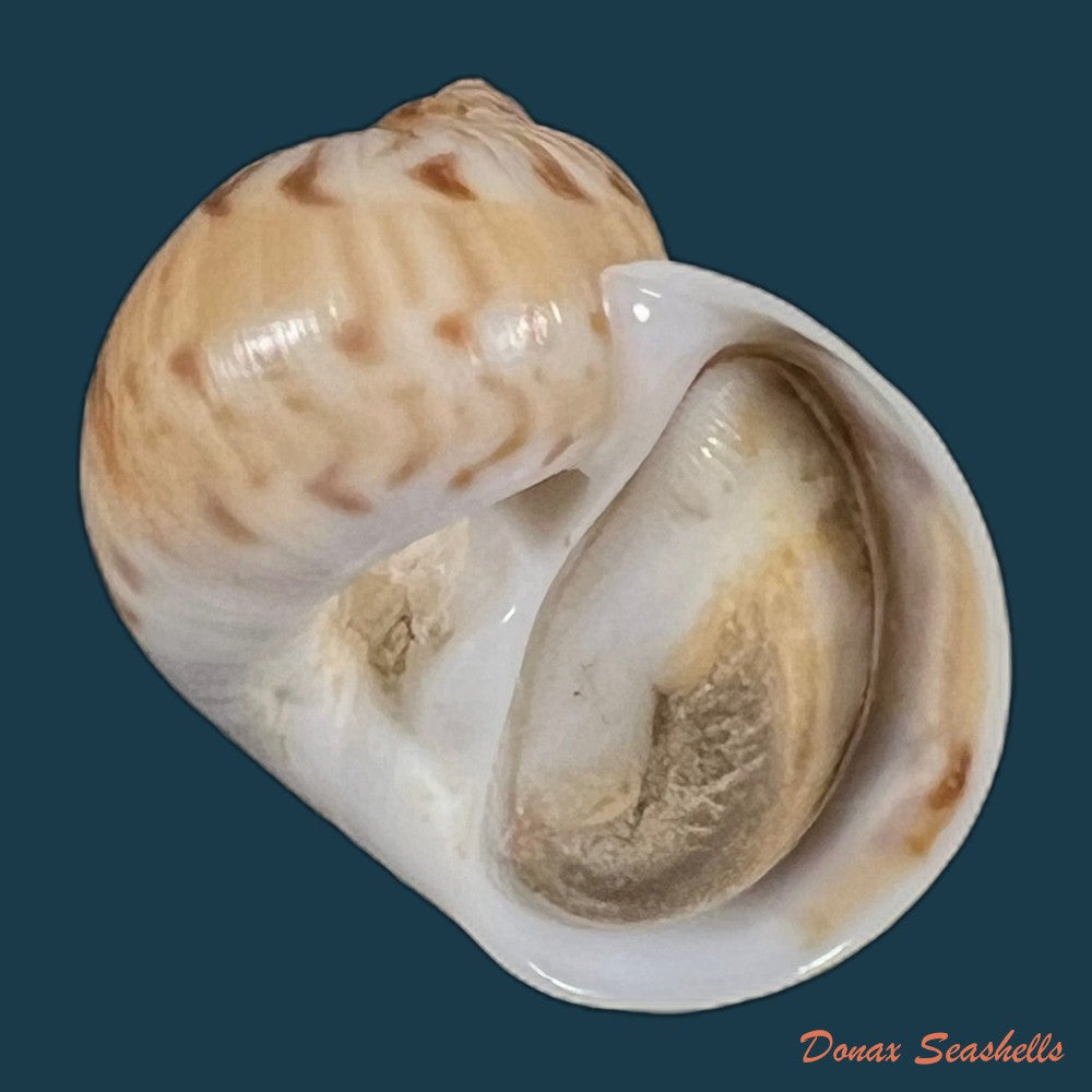 copia-de-stigmaulax-cayennensis-recluz-1850-25-8mm