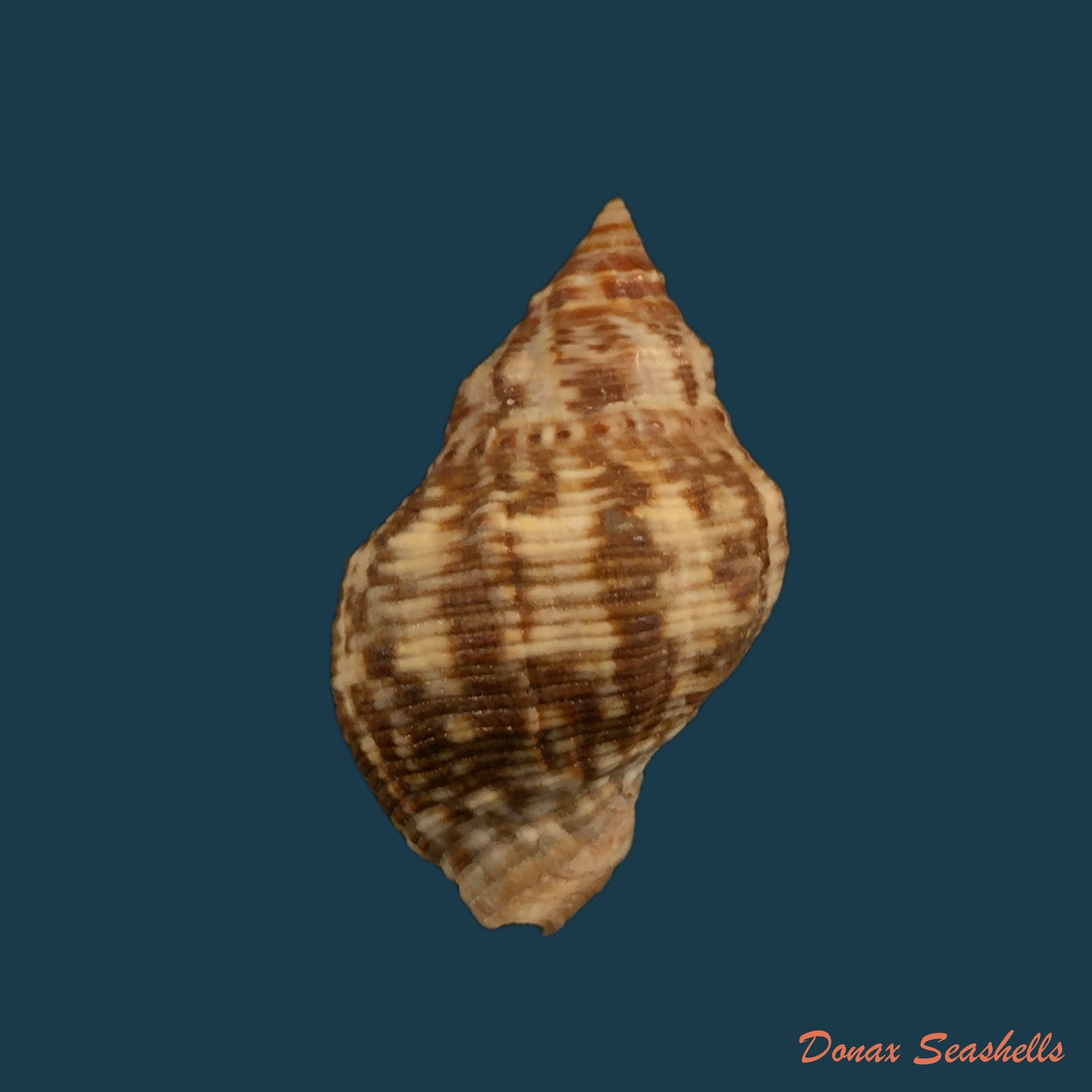 copia-de-stramonita-brasiliensis-claremont-d-reid-2013