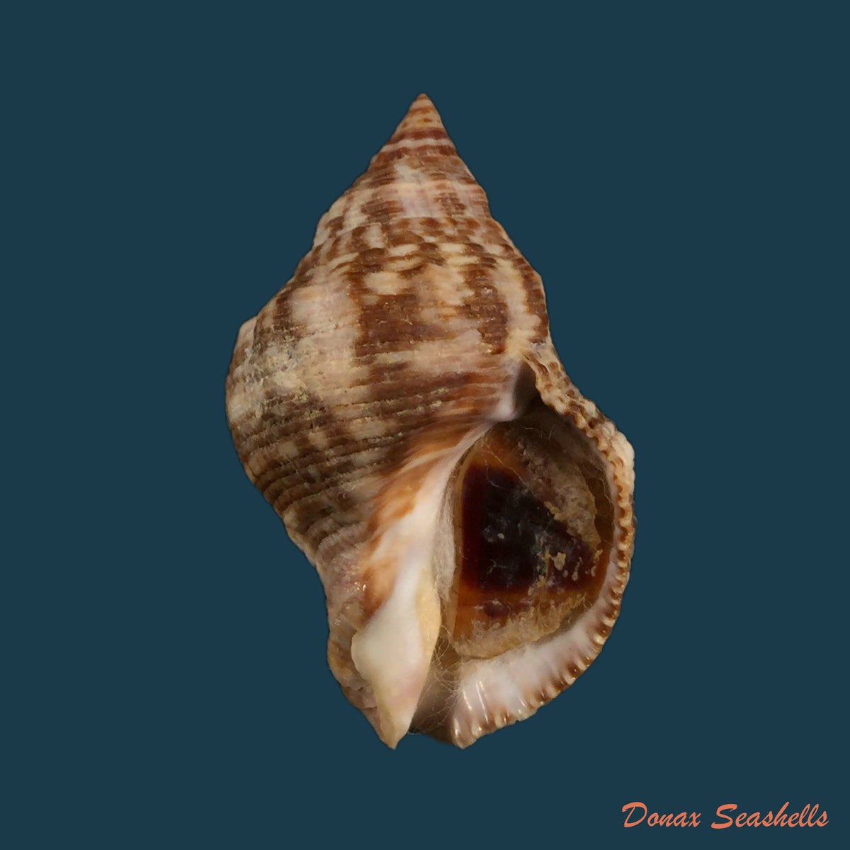 copia-de-stramonita-brasiliensis-claremont-d-reid-2013