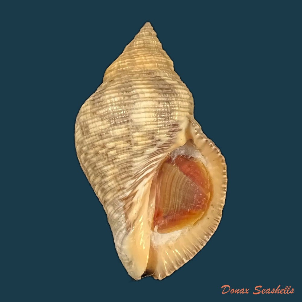 copia-de-stramonita-brasiliensis-claremont-d-reid-2014