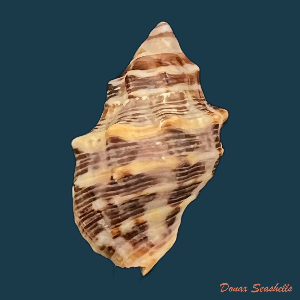 copia-de-stramonita-rustica-lamarck-1822-24-4mm