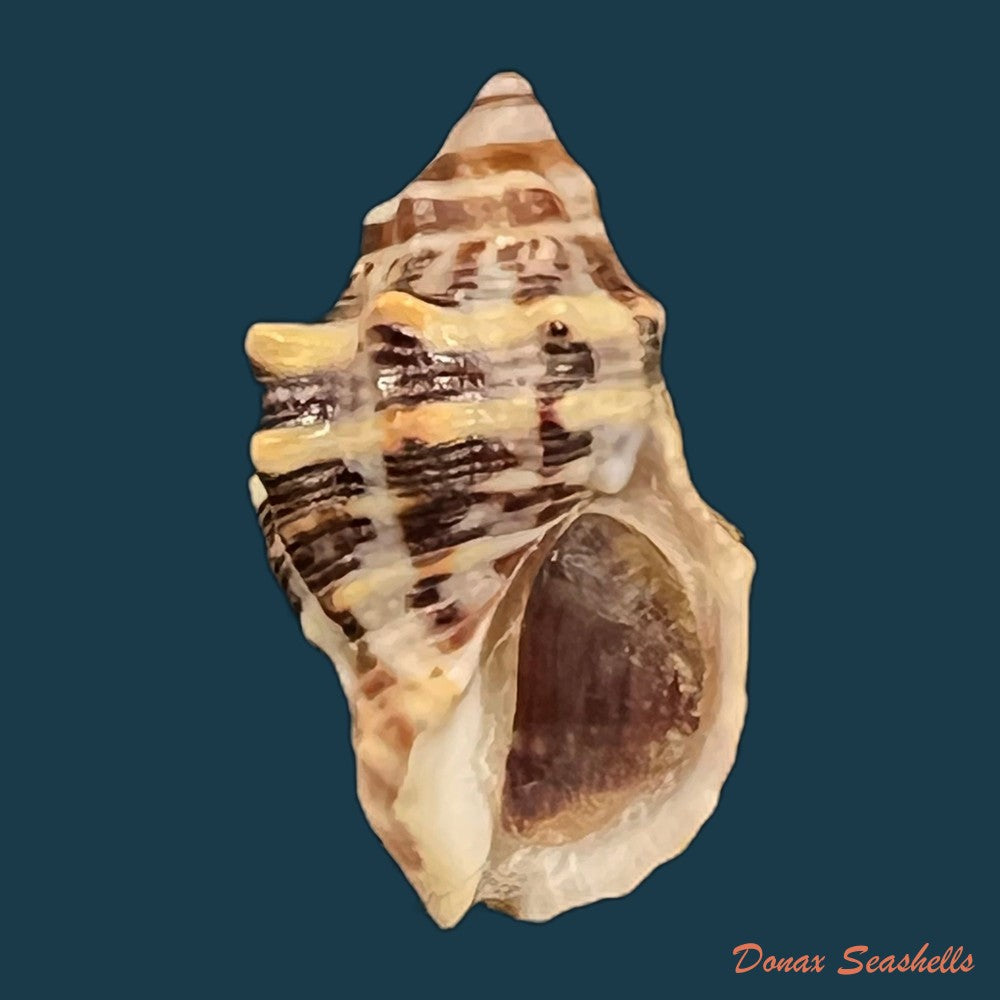 copia-de-stramonita-rustica-lamarck-1822-24-4mm