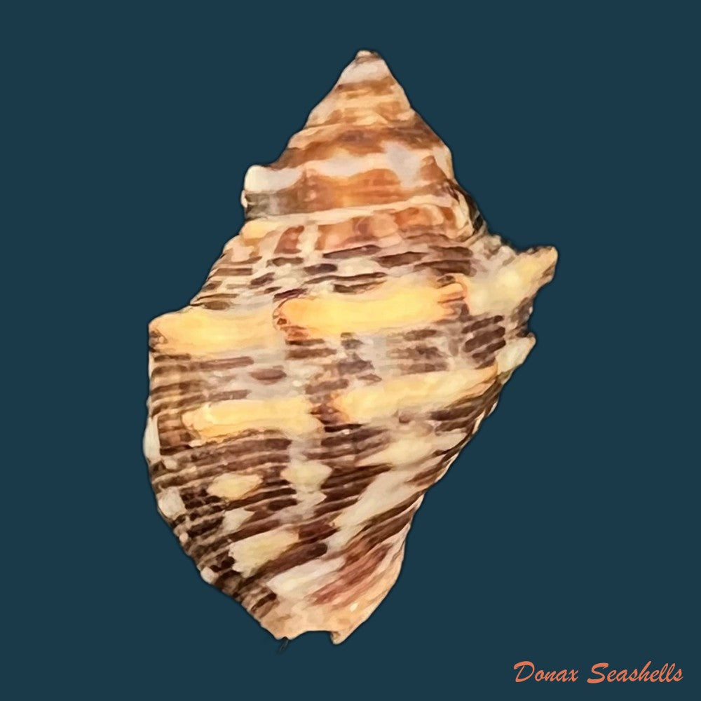 copia-de-stramonita-rustica-lamarck-1822-35-4mm
