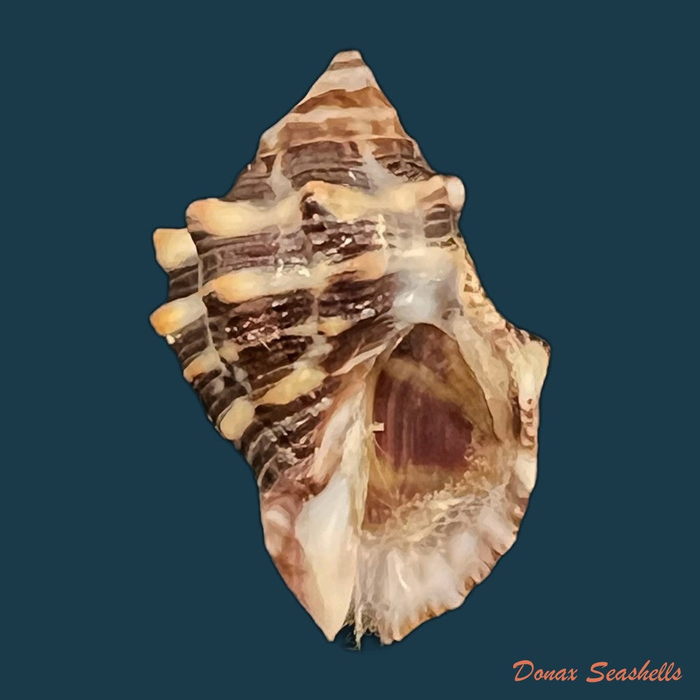 copia-de-stramonita-rustica-lamarck-1822-35-4mm