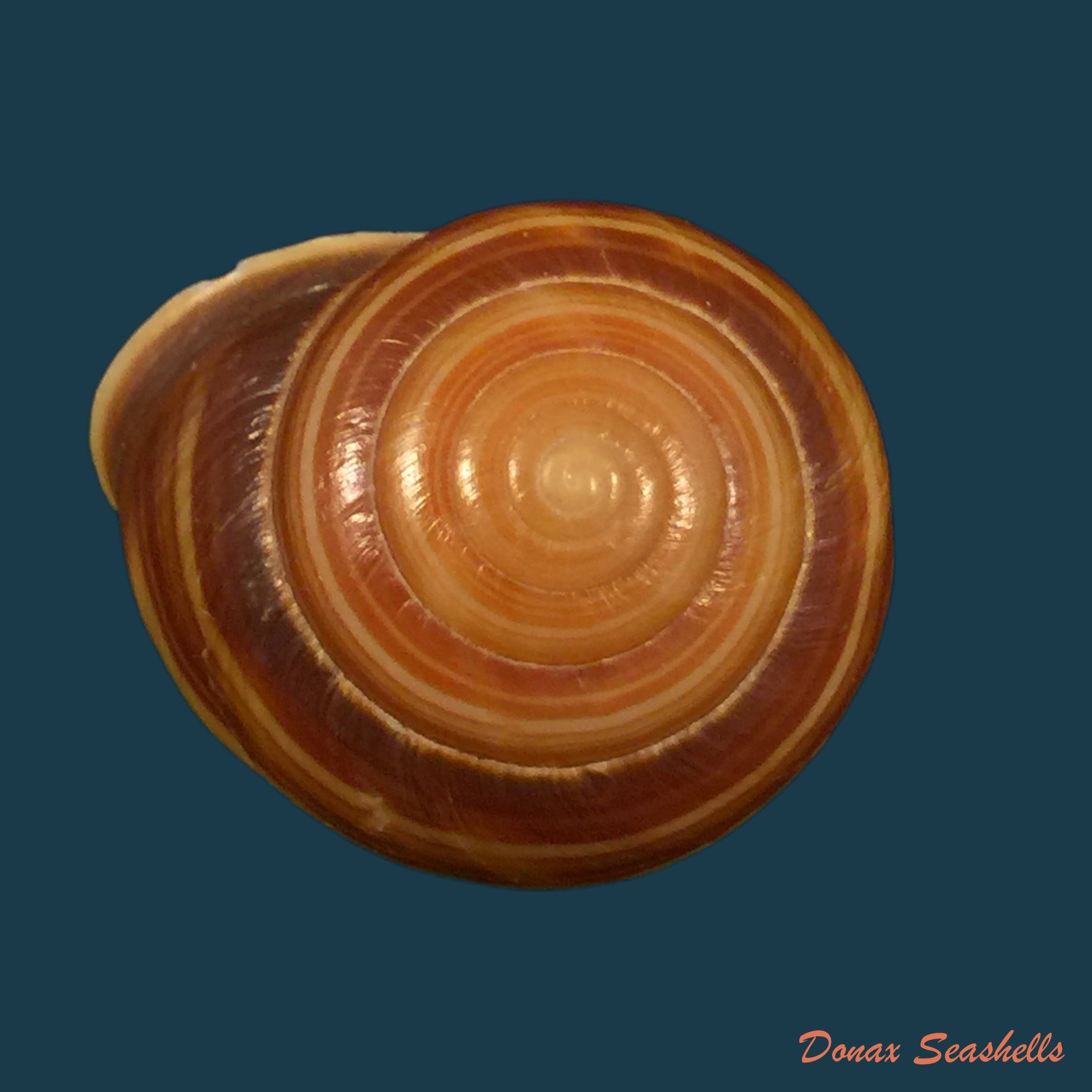 copia-de-strepsitaurus-ningaloo-solem-1997-14-mm