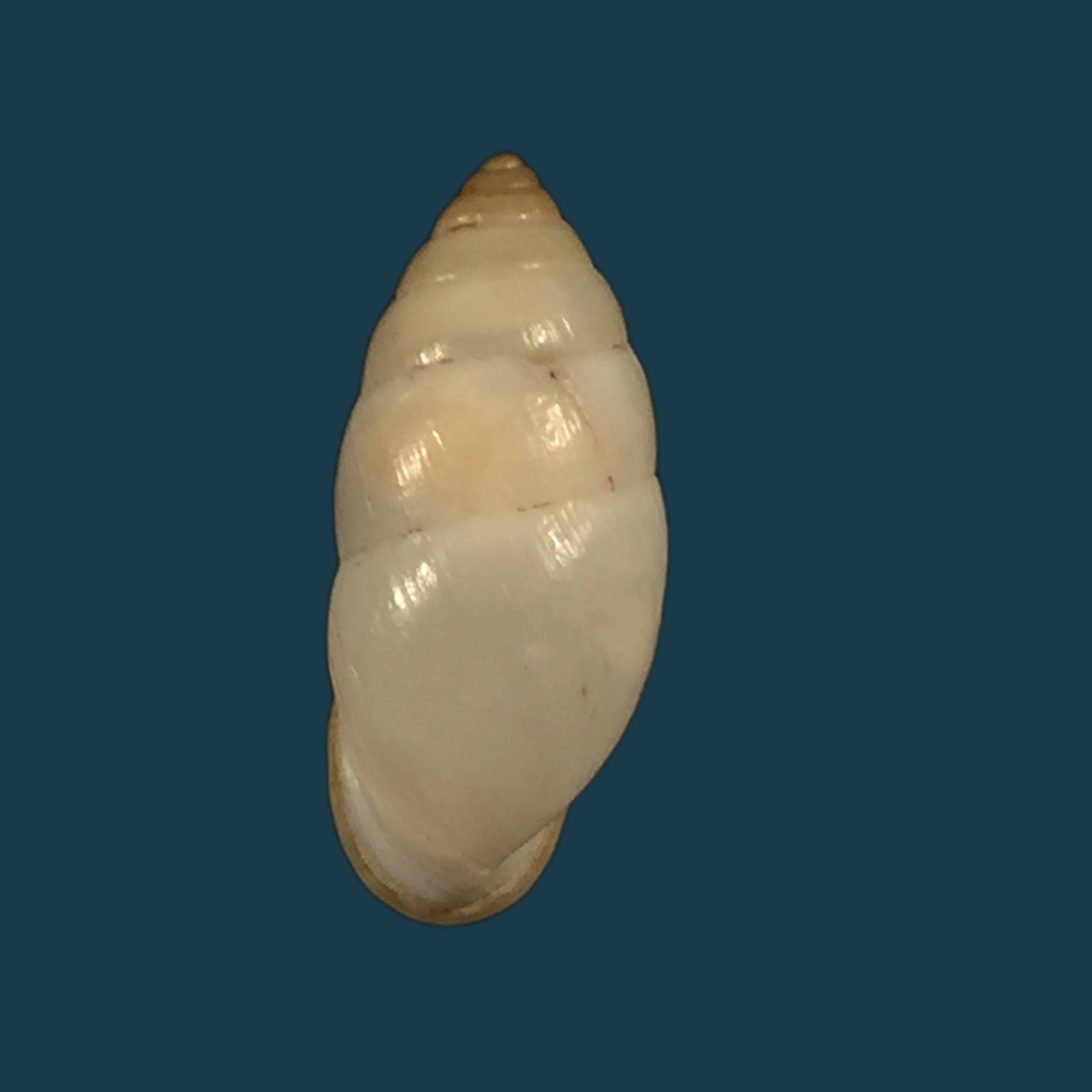 Cerithidea obtusa (Lamarck, 1822) - 43,4mm