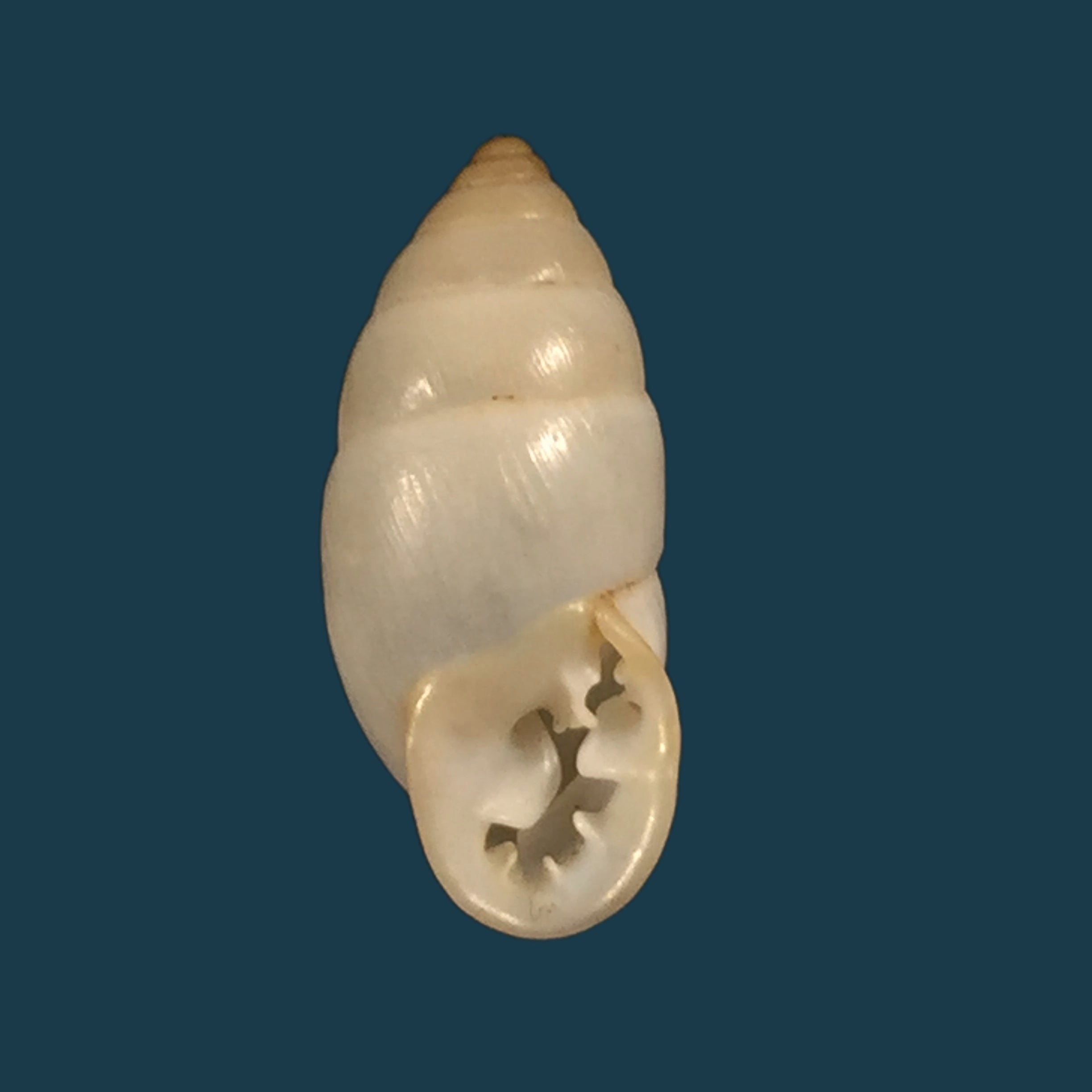Cerithidea obtusa (Lamarck, 1822) - 43,4mm