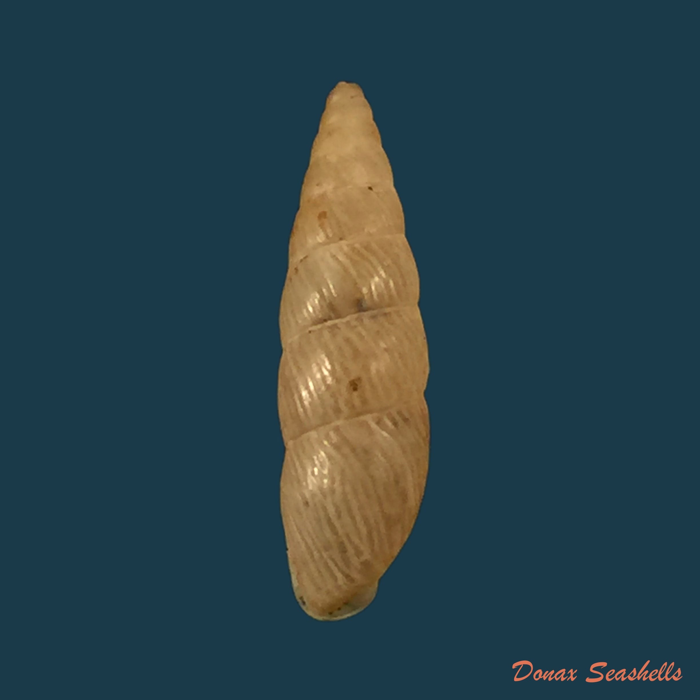 copia-de-streptartemon-cookeanus-baker-1915