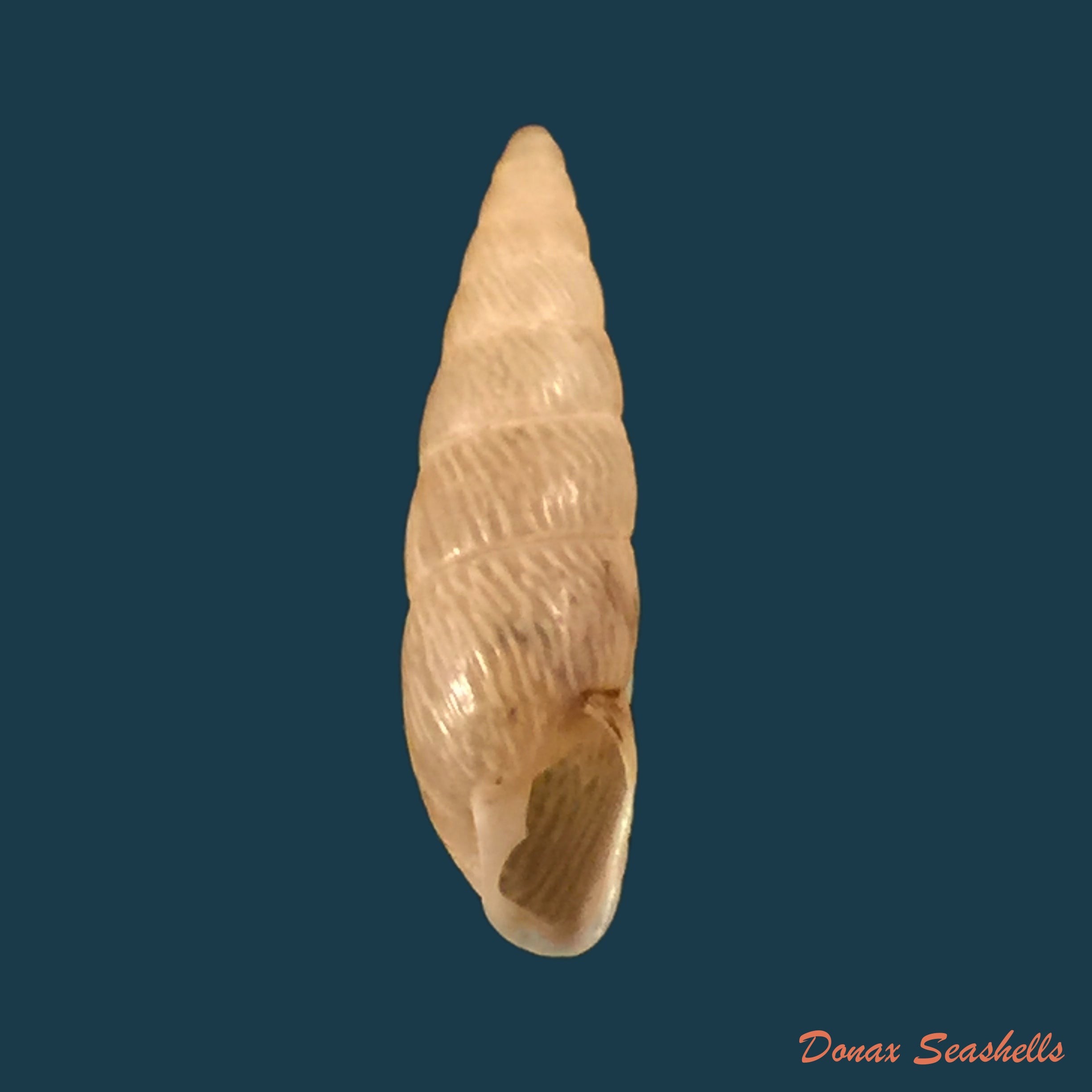 copia-de-streptartemon-cookeanus-baker-1915