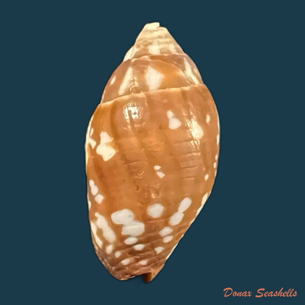 copia-de-strigatella-litterata-lamarck-1811-19-4mm