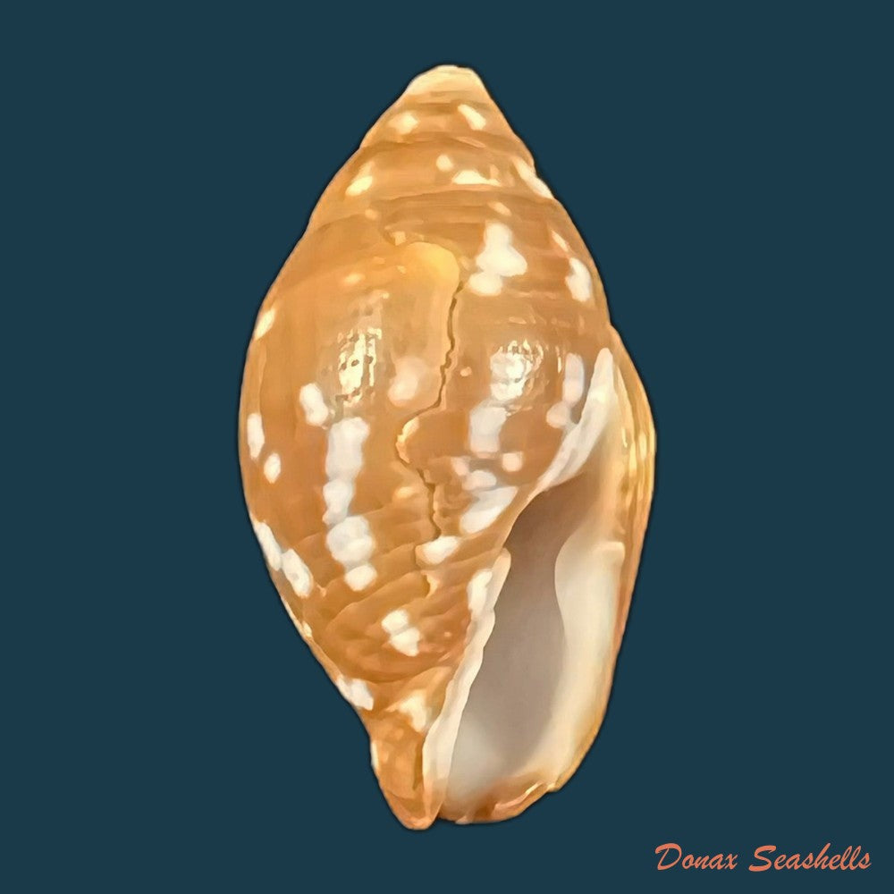copia-de-strigatella-litterata-lamarck-1811-21-3mm