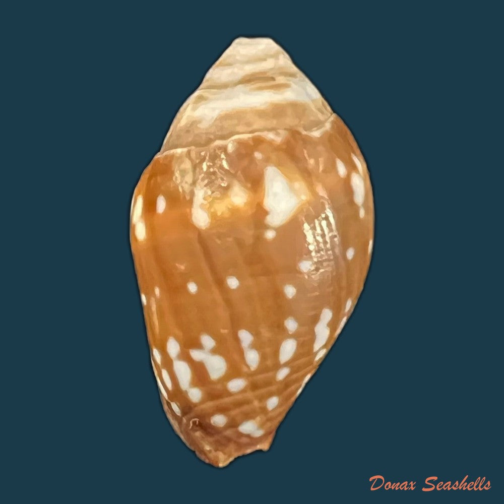 copia-de-strigatella-litterata-lamarck-1811-21-9mm-1