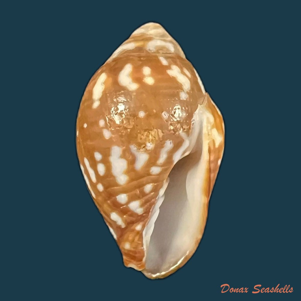 copia-de-strigatella-litterata-lamarck-1811-21-9mm-1