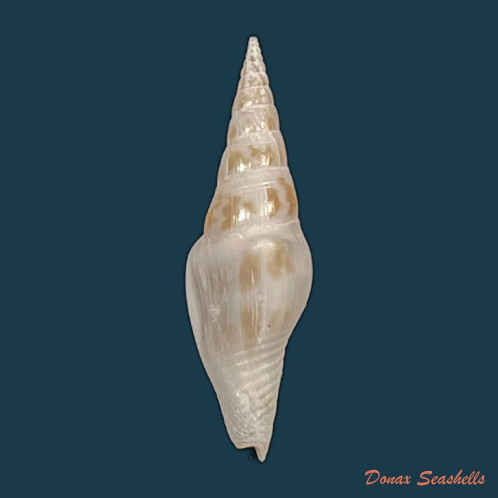copia-de-strombina-fusinoidea-dall-1916-33mm