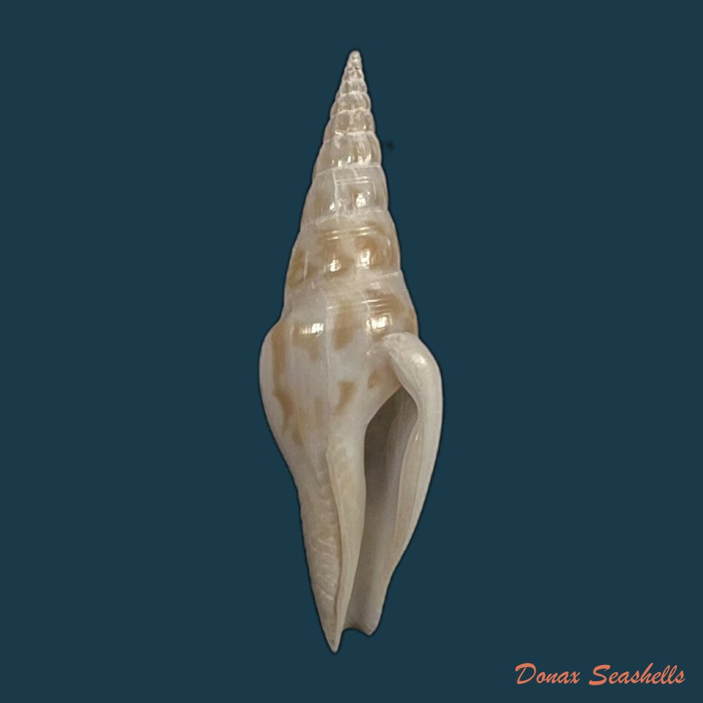 copia-de-strombina-fusinoidea-dall-1916-33mm
