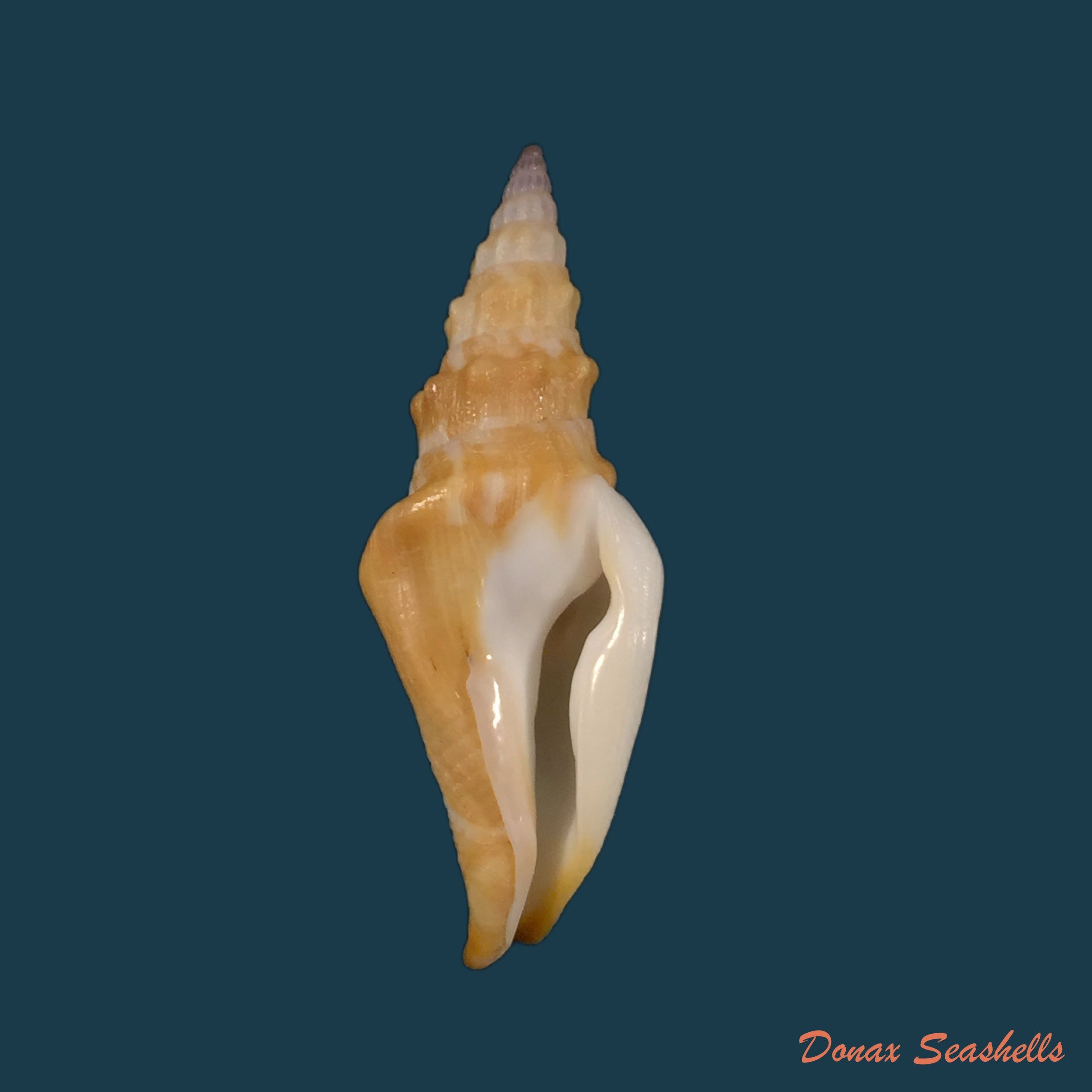 copia-de-strombina-lanceolata-g-b-sowerby-i-1832-43-7mm