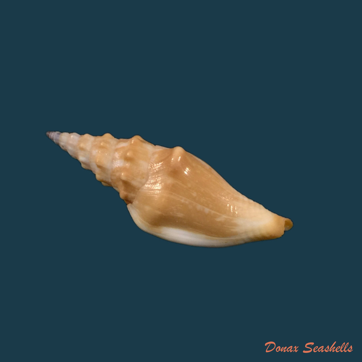 copia-de-strombina-lanceolata-g-b-sowerby-i-1832-45-2mm