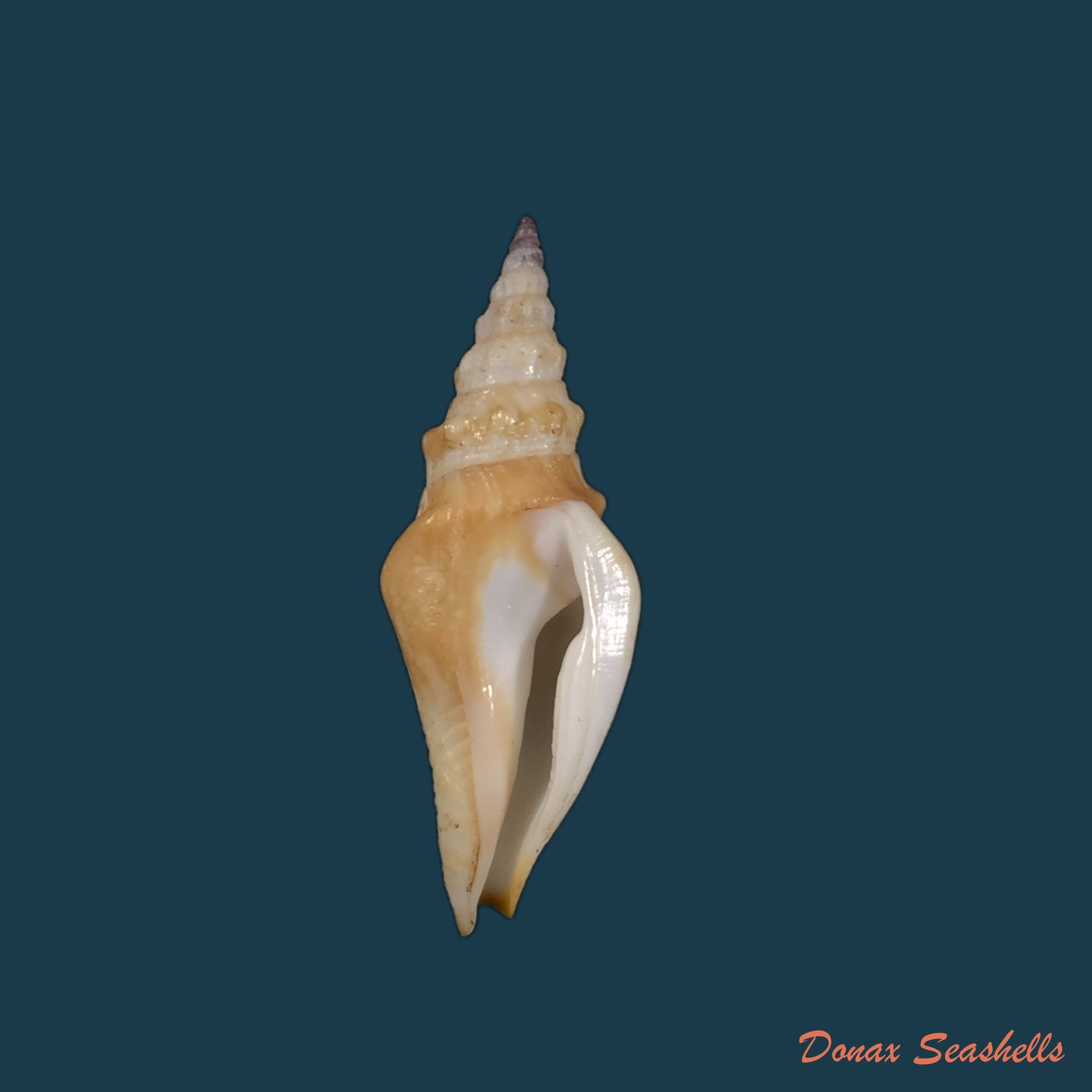 copia-de-strombina-lanceolata-g-b-sowerby-i-1832-45-2mm
