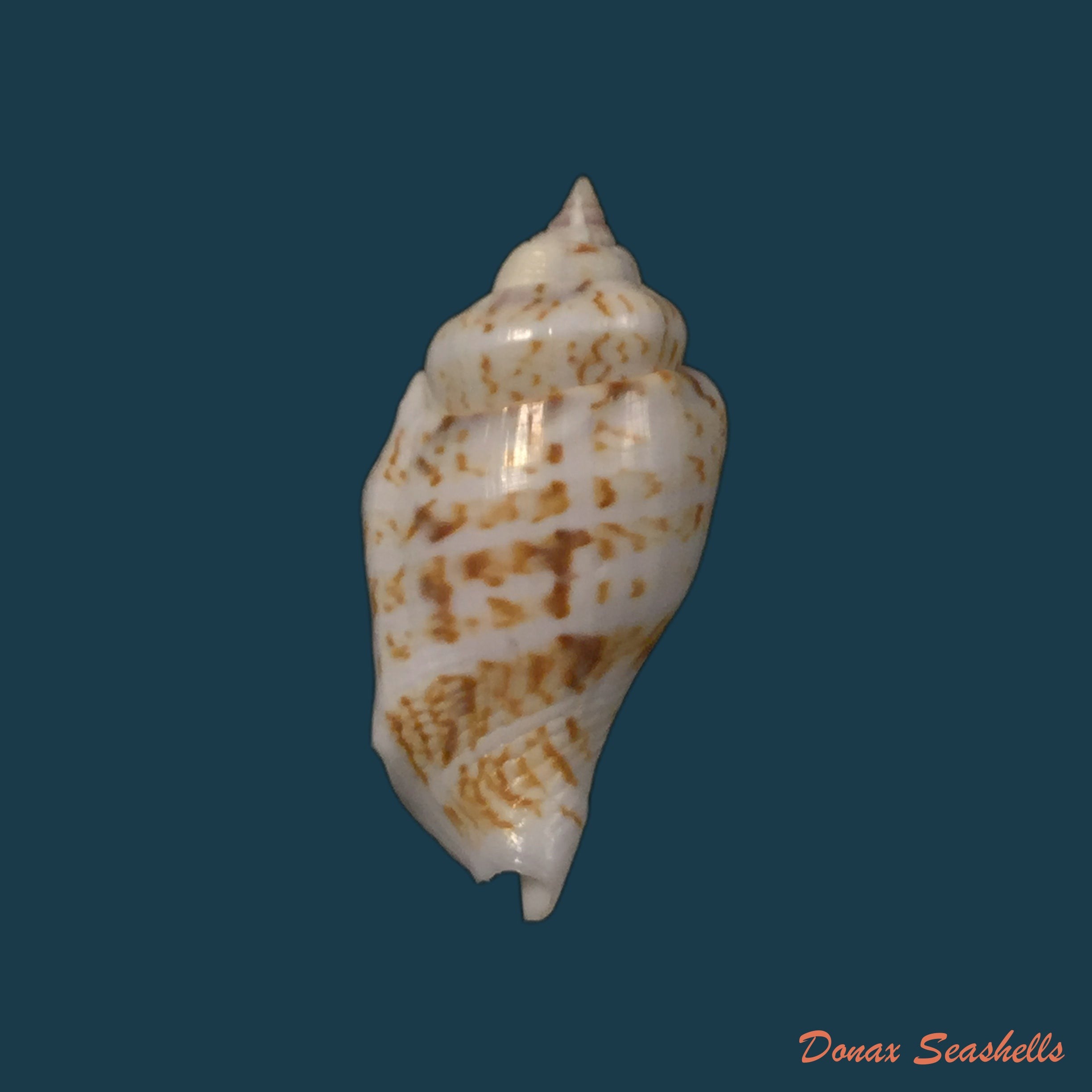 copia-de-strombus-granulatus-swainson-1822-48-2mm